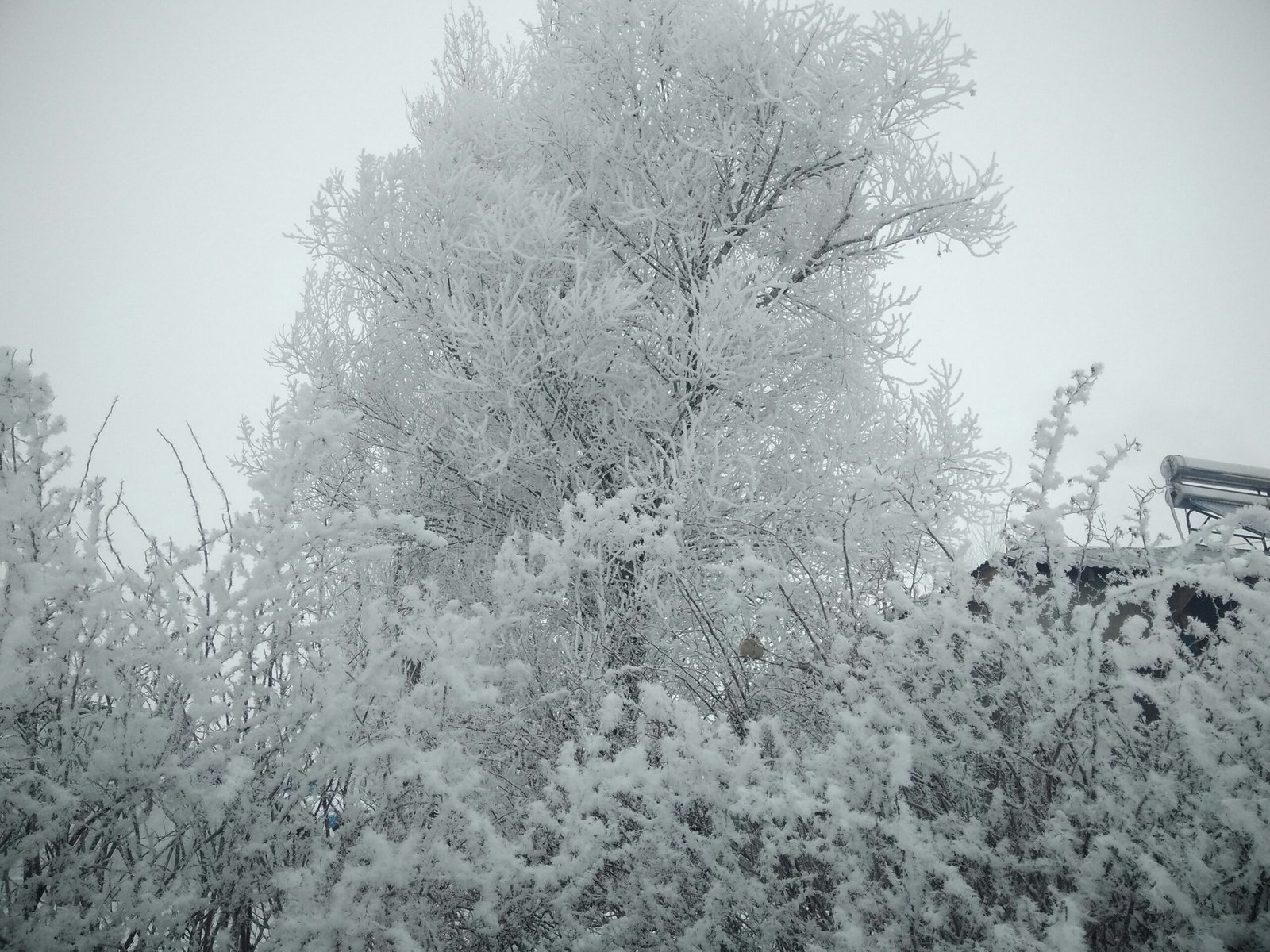 a snow covered tree with a bench in the background